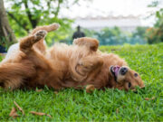 Why Do Dogs Roll in the Grass? Here’s 5 Reasons Why why do dogs roll in the grass - dog rubbing itself in grass with its back