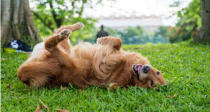 Why Do Dogs Roll in the Grass? Here’s 5 Surprising Reasons Why why do dogs roll in the grass - dog rubbing itself in grass with its back