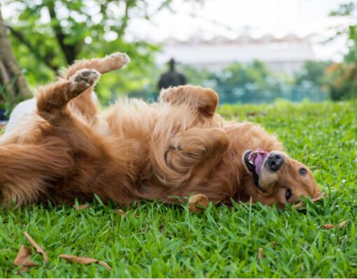 Why Do Dogs Roll in the Grass? Here’s 5 Reasons Why why do dogs roll in the grass - dog rubbing itself in grass with its back