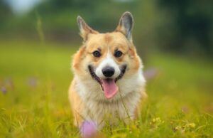 Why Do Dogs Stick Their Tongue Out? Why do dogs stick their tongue out featured image