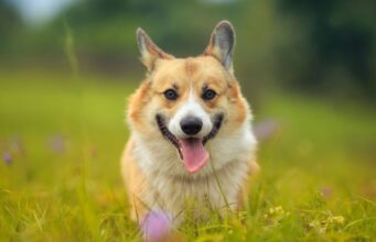 Why Do Dogs Stick Their Tongue Out? Why do dogs stick their tongue out featured image