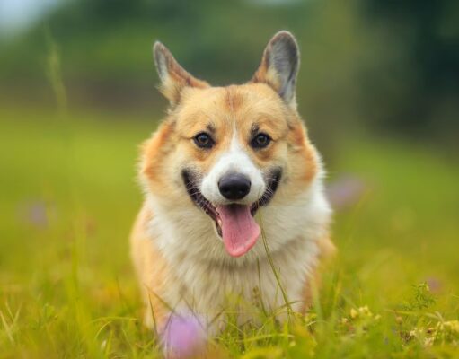 Why Do Dogs Stick Their Tongue Out? Why do dogs stick their tongue out featured image