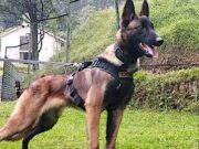 Rescued Children Draw Tribute To Hero Dog Still Lost In Colombian Jungle Wilson the Dog ( Image Source : Twitter/@COL_EJERCITO )