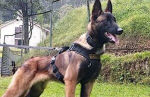 Rescued Children Draw Tribute To Hero Dog Still Lost In Colombian Jungle Wilson the Dog ( Image Source : Twitter/@COL_EJERCITO )