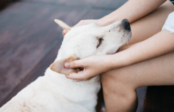 Vestibular Disease in Dogs and When to Consider Euthanasia Vestibular Disease in Dogs Featured Image