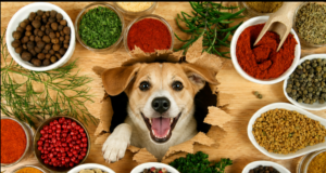 What Seasonings Can Dogs Have? 11 Safe Herbs and Spices for Dogs What Seasonings Can Dogs Have? Herbs and Spices Safe for Dogs - Featured Image