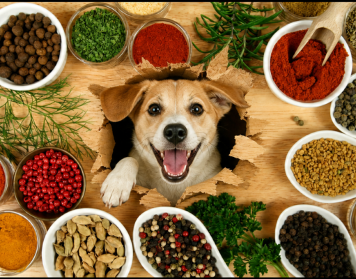 What Seasonings Can Dogs Have? 11 Safe Herbs and Spices for Dogs What Seasonings Can Dogs Have? Herbs and Spices Safe for Dogs - Featured Image