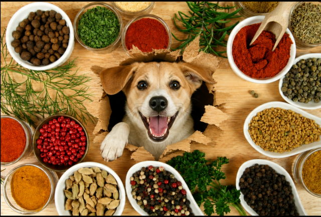 What Seasonings Can Dogs Have? Herbs and Spices Safe for Dogs - Featured Image