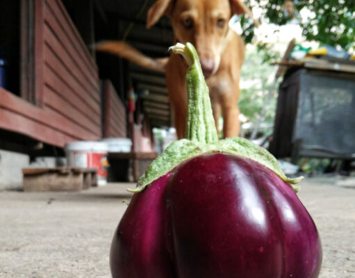 Can Dogs Eat Eggplant? 3 Easy Tips How To Prepare It can dogs eat eggplant - dog at the background staring at an eggplant