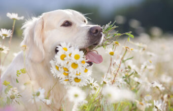 Chamomile for Dogs: 4 Astounding Benefits and Usage chamomile for dogs