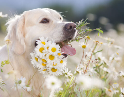 Chamomile for Dogs: 4 Astounding Benefits and Usage chamomile for dogs