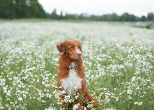 Picture of Chamomile for Dogs: 4 Astounding Benefits and Usage