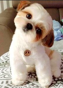 Shih tzu puppy hot sale teddy bear cut