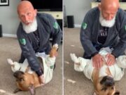 The Internet Goes Wild With This Dog’s Jiu-jitsu Training With Owner dog doing jiu-jitsu training with owner