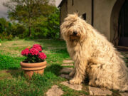 Dogs Are Killing Your Grass! Vet Shares Tips To Prevent Grass from Dying dog kills grass