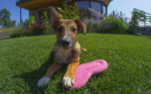 Dog in artificial grass/ turf