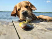 Clever Dog Wows the Internet for Baiting Fish Using Bread dog used bread to catch fish