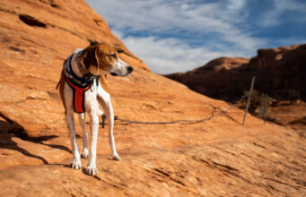 Halden Hound Dog Breed Profile halden hound dog