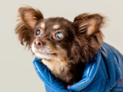 7 Important Training Cues on How to Walk a Blind Dog how to walk a blind dog