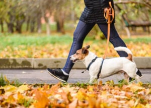 Walk on the morning of to ease dog anxiety on Halloween 