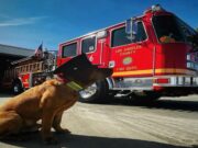 Viral Video Shows Dog On Board A Fire Truck Howling Along The Sirens jackson therapy dog