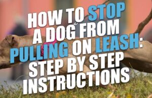 How to Stop a Dog from Pulling on Leash