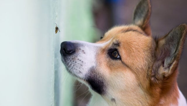 Dog ate bug store spray