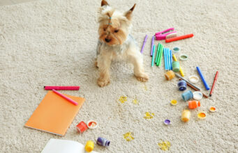 My Dog Ate Crayons: 3 Practical Things to Do my dog ate crayons