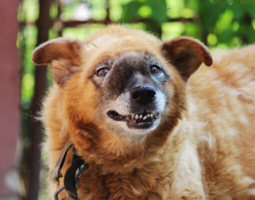 Understanding Nasal Tumors in Dogs nasal tumors in dogs