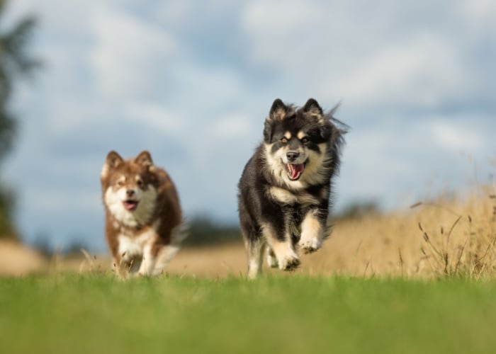 nordic dogs in finland