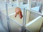 Footage Reveals: Brown Shelter Dog Jumps Over a Wall to Join Its Friend shelter-dog-jumping-a-wall
