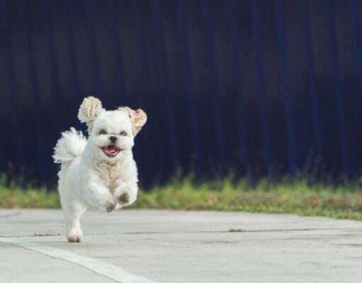 Shih Tzu Price: How Much Does a Shih Tzu Cost in 2025? Shih Tzu Price: How Much Does a Shih Tzu Cost in 2024