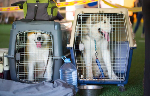 Dog,Carriers,For,Air,Travel.,Husky,Dogs,Sit,In,Cages Large Dogs in Crates for Air Travel