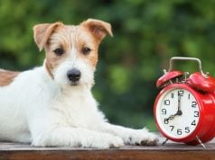 6 Ways to Prepare Pets for Daylight Saving Time How to Prepare Pets for Daylight Saving Time