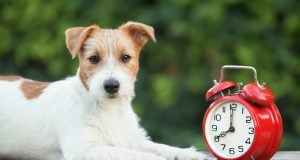 6 Ways to Prepare Pets for Daylight Saving Time How to Prepare Pets for Daylight Saving Time