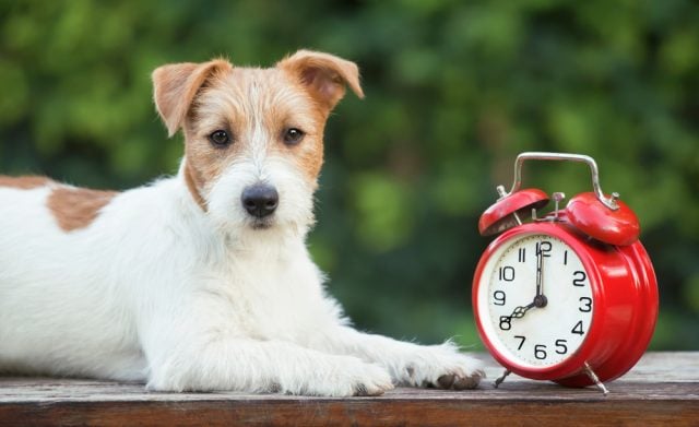 Daylight,Savings,Time,,Cute,Pet,Dog,Puppy,Looking,With,A How to Prepare Pets for Daylight Saving Time