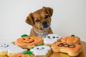 Serve dog-safe Halloween treats