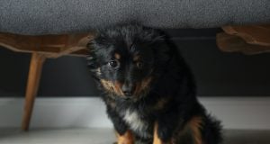20 Signs a Dog is Stressed Featured Image