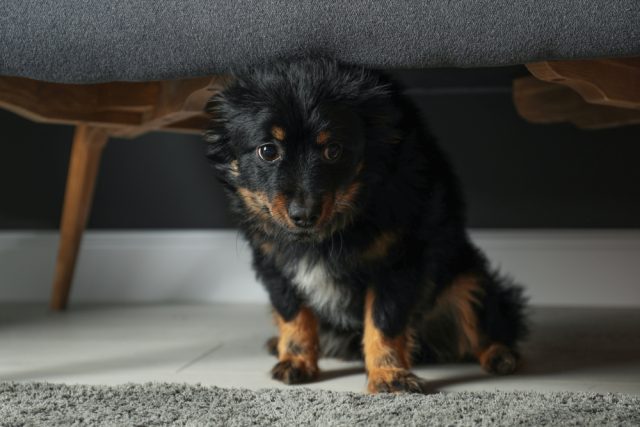 20 Signs a Dog is Stressed Featured Image