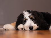 Bernedoodle Dog Breed Profile Bernedoodle Breed Profile
