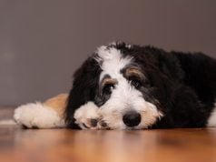 Bernedoodle Dog Breed Profile Bernedoodle Breed Profile