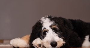Bernedoodle Dog Breed Profile Bernedoodle Breed Profile