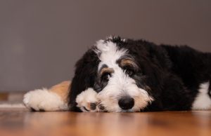 Bernedoodle Dog Breed Profile Bernedoodle Breed Profile