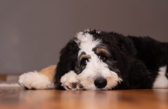 Bernedoodle Dog Breed Profile Bernedoodle Breed Profile