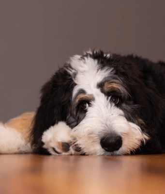 Bernedoodle Dog Breed Profile Bernedoodle Breed Profile
