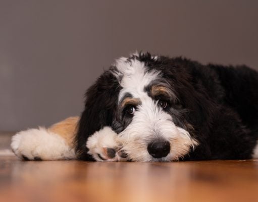 Bernedoodle Dog Breed Profile Bernedoodle Breed Profile