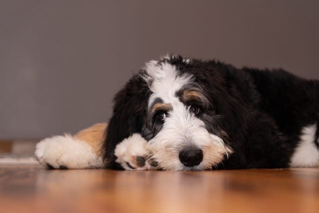 Bernedoodle Breed Profile