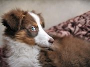Dog Side Eye: What It Means & When to Worry (+ Funny Photos!) Dog Side Eye Featured Image