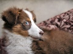 Dog Side Eye: What It Means & When to Worry (+ Funny Photos!) Dog Side Eye Featured Image