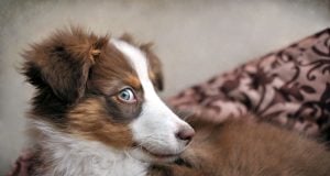 Dog Side Eye: What It Means & When to Worry (+ Funny Photos!) Dog Side Eye Featured Image